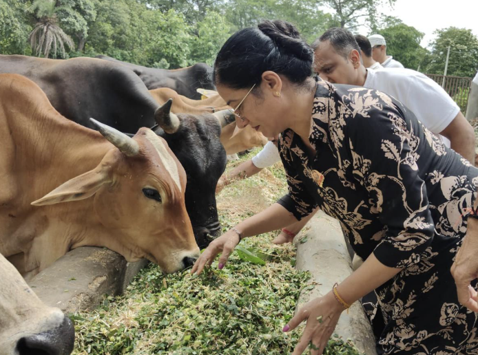 Gaushala animal welfare initiative